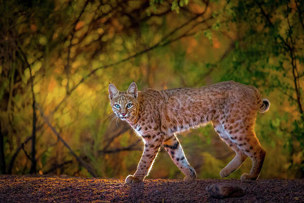 American Southwest Poster featuring the photograph Bobcat in Morning Golden Hour by James Capo