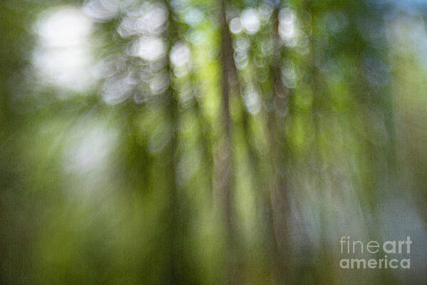 Abstract Poster featuring the photograph Bohek Forest by Priska Wettstein