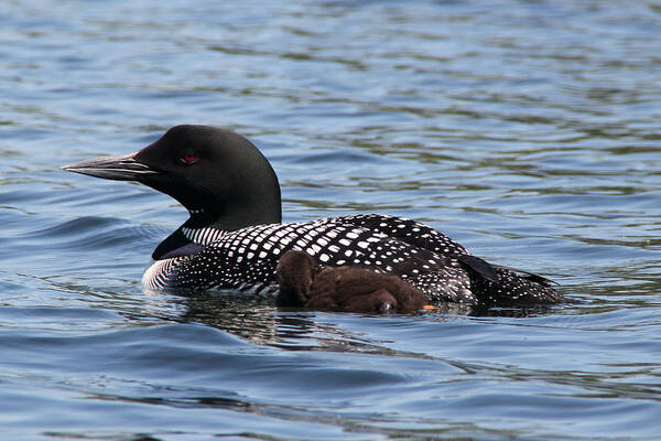 Loon Poster featuring the photograph Bonding 2 by Mark Truman