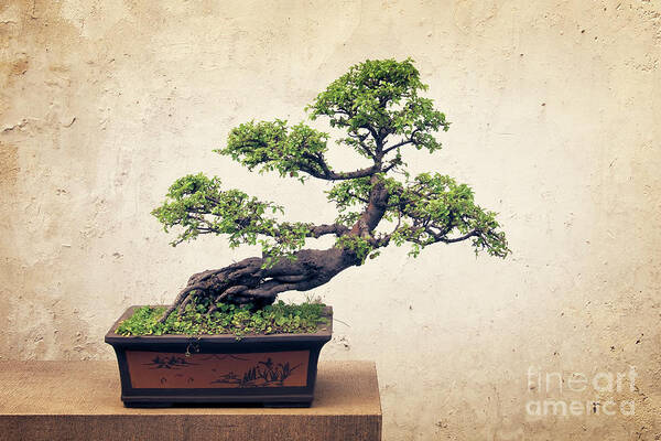 Bonsai Poster featuring the photograph Bonsai tree by Delphimages Photo Creations
