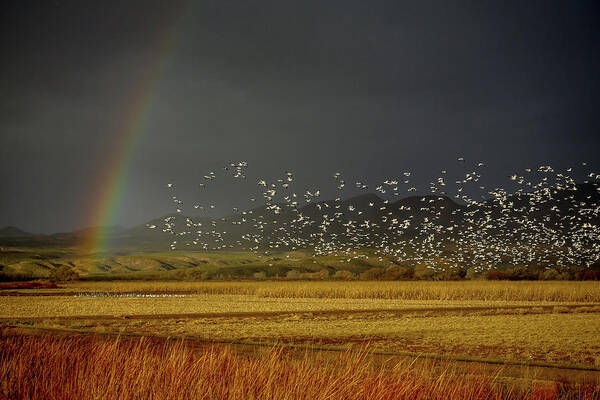 Copyright Elixir Images Poster featuring the photograph Bosque Snow Geese Rainbow by Santa Fe