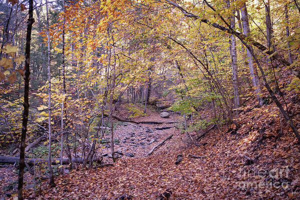 Nature Poster featuring the photograph Botsford Nature Preserve 10 by William Norton