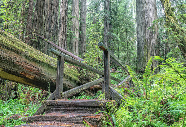 Boy Scout Trail Poster featuring the photograph Boy Scout Trail Bridge by Rudy Wilms