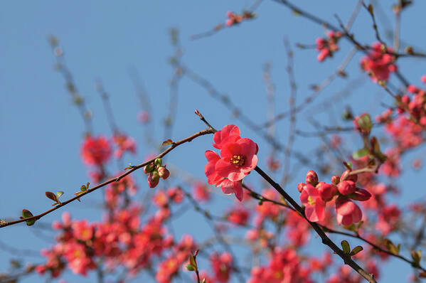 Jenny Rainbow Fine Art Photography Poster featuring the photograph Branches of Flowering Quince 1 by Jenny Rainbow