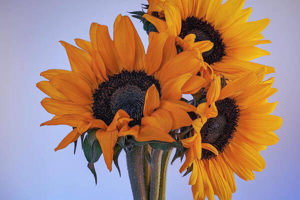 Petals Poster featuring the photograph Bright and Beautiful Sunflowers 6 by Lindsay Thomson