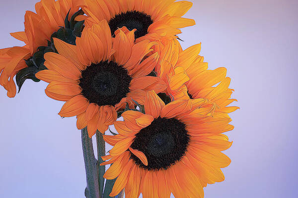 Petals Poster featuring the photograph Bright and Beautiful Sunflowers 8 by Lindsay Thomson