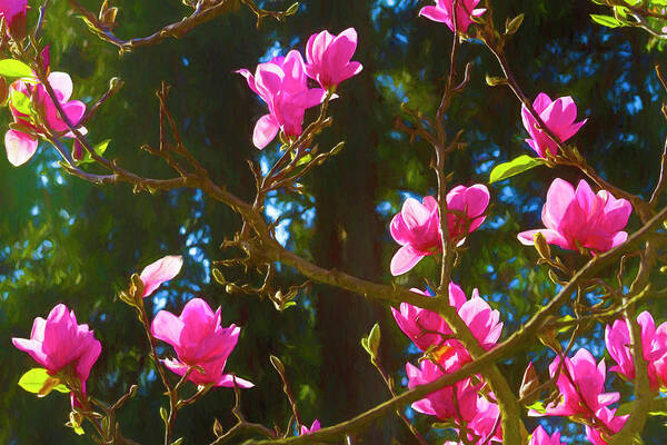 Pretty Poster featuring the photograph Bright Pink Magnolias Painted by Bonnie Follett