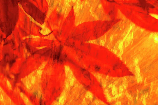 Fall Poster featuring the photograph Bright Red Fall 2 by Kathy Paynter