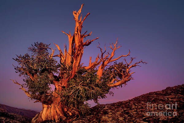 Dave Welling Poster featuring the photograph Bristelcone Pine Pinus Longeava Sunset California by Dave Welling