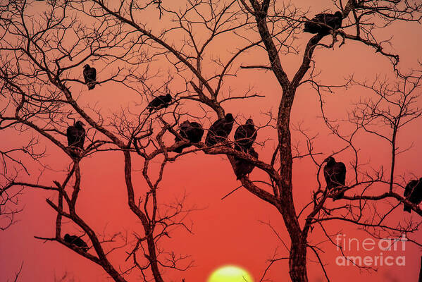 Silhouette Poster featuring the photograph Brood of Turkey Vultures by Ed Taylor