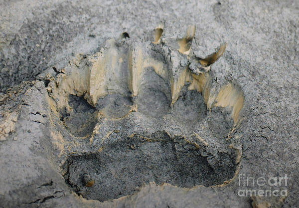 Alaska Poster featuring the photograph Brown Bear Track by Doug Gist