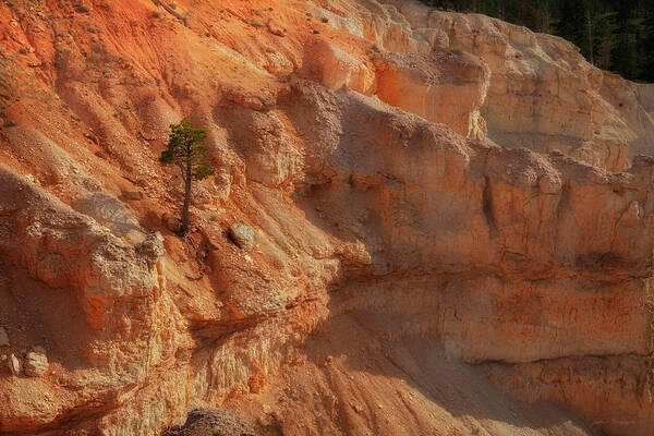 Photograph Poster featuring the photograph Bryce Canyon Utah Tree Among Rocks by John A Rodriguez