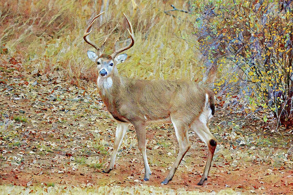 Deer Poster featuring the digital art Buck Deer Eight Point Antlers in Texas by Gaby Ethington