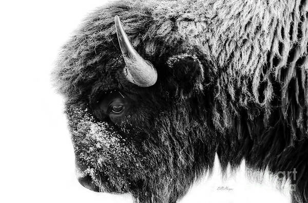 Buffalos Poster featuring the photograph Buffalo Black and White Portrait by DB Hayes