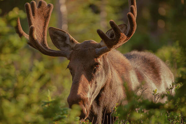 Moose Poster featuring the photograph Bull moose greets the rising sun by Gary Kochel