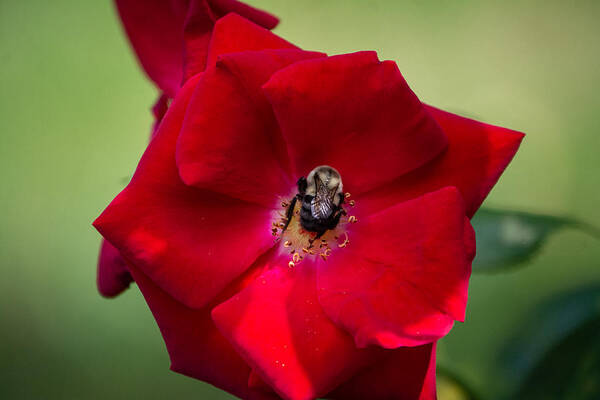 Bumble Bee Poster featuring the photograph Bumble Bee and Red Rose by Linda Bonaccorsi
