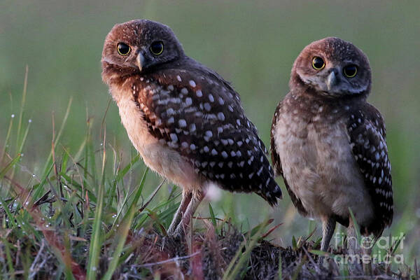 Burrowing Owl Poster featuring the photograph Burrowing Owl Photo #3 by Meg Rousher