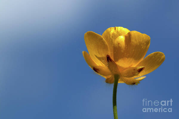 Flower Poster featuring the photograph Buttercup Sky by Stephen Melia