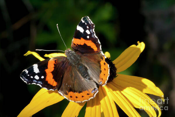 Wonderful Life Poster featuring the photograph A Beauty - Butterfly on flower - Red Admiral by Tatiana Bogracheva
