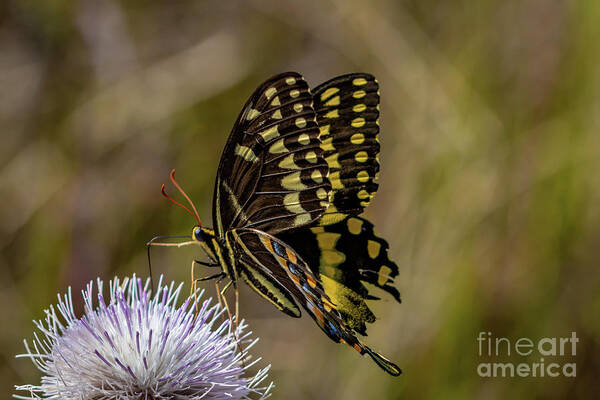 Butterfly Poster featuring the photograph Butterfly on Thistle by Tom Claud