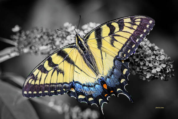 Butterfly Poster featuring the photograph Butterfly Palette by Dale R Carlson