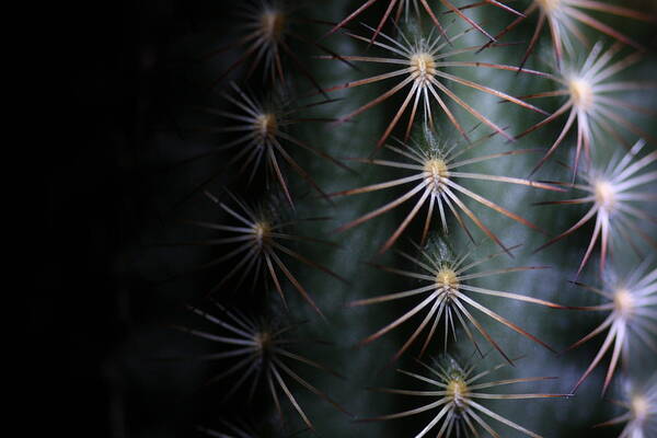 Cactus Poster featuring the photograph Cactus 9536 by Julie Powell