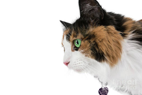 Cat Poster featuring the photograph Calico Joy by Renee Spade Photography