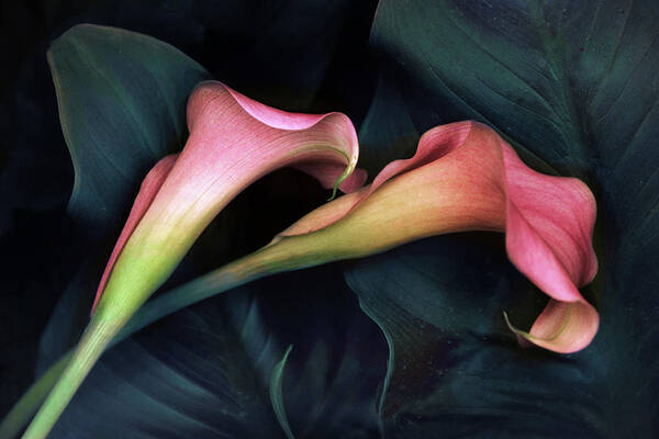Calla Lily Poster featuring the photograph Calla Caress by Jessica Jenney