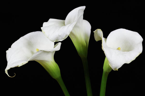 Calla Lillies Poster featuring the photograph Calla Lillies x 3 by Steve Templeton