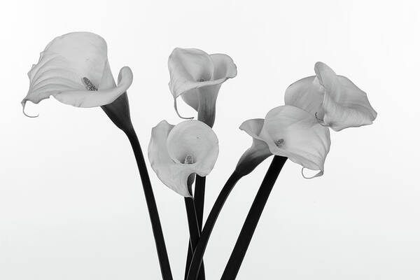 Calla Lillies Poster featuring the photograph Calla Lillies x 5 Black and White by Steve Templeton