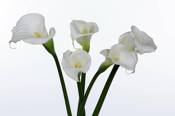 Calla Lillies Poster featuring the photograph Calla Lillies x 5 by Steve Templeton