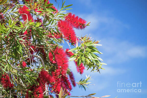 Callistemon Poster featuring the photograph Callistemon by Eva Lechner