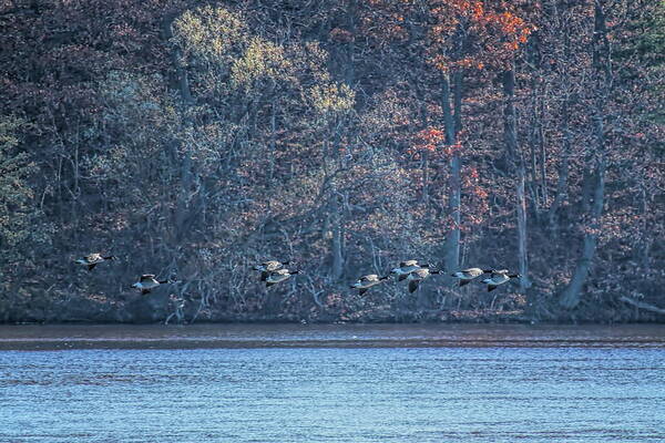 Waterfowl Poster featuring the photograph Canada Geese Flock Gliding In by Dale Kauzlaric