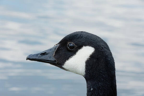 Animal Poster featuring the photograph Canada goose head up close by Scott Lyons