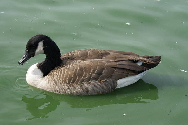  Poster featuring the photograph Canada Goose by Heather E Harman