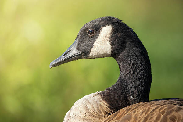 Canadian Goose Poster featuring the photograph Canada Goose In Nature by Jordan Hill