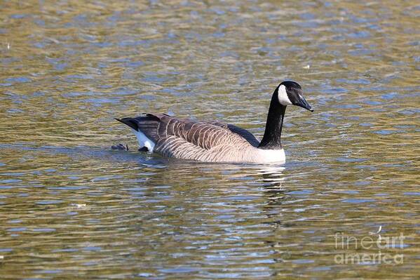 Canada Goose Poster featuring the photograph Canada Goose Swimming by Carol Groenen