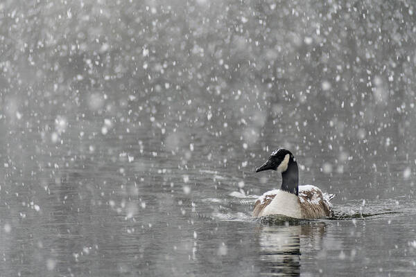 North America Poster featuring the photograph Canadian Goose in Snow 2 by Melissa Southern