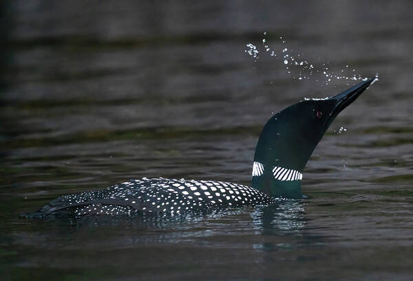 Loon Poster featuring the photograph Canadian Loon 1 by Ron Long Ltd Photography