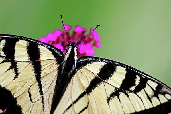 Butterfly Poster featuring the photograph Canadian Tiger Swallowtail Detail by Debbie Oppermann