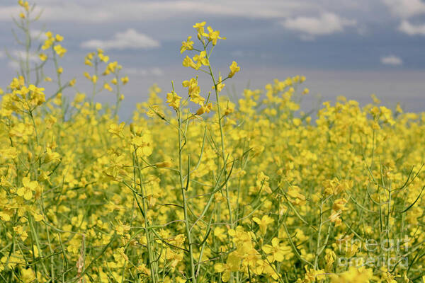 Alberta Poster featuring the photograph Canola by Wilko van de Kamp Fine Photo Art