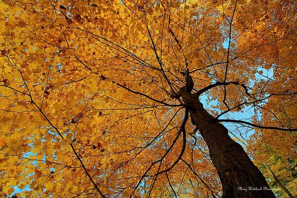 Autumn Leaves Poster featuring the photograph Canopy of Color by Mary Walchuck