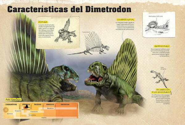 Evolucion Poster featuring the digital art Caracteristicas del Dimetrodon by Album