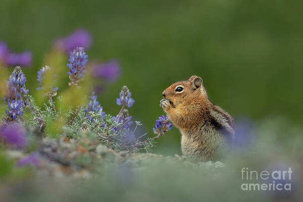 Cascade Golden-mantled Ground Squirrel Poster featuring the photograph Cascade Golden-mantled Ground Squirrel eating flowers by Nancy Gleason