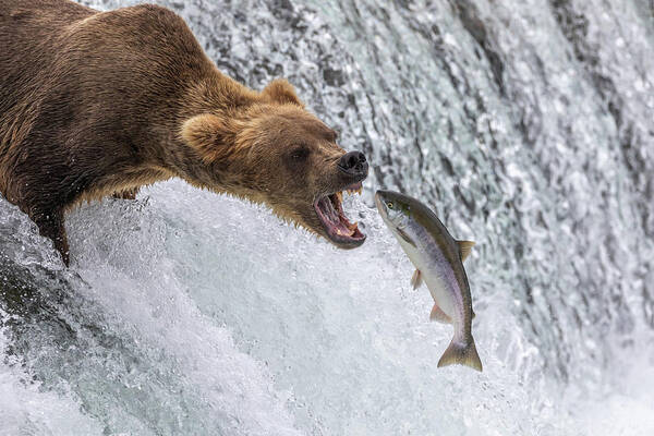 Grizzly Poster featuring the photograph Catch of the Day by Randy Robbins