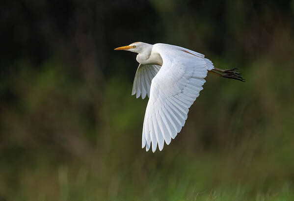 Cattle Egret Poster featuring the photograph Cattle Egret in flight by Rick Mosher