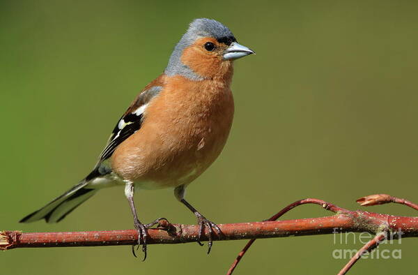  Poster featuring the photograph Chaffinch male by Peter Skelton