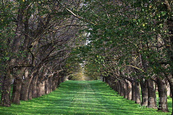 Joy Watson Poster featuring the photograph Chateau Yering - trees by Joy Watson