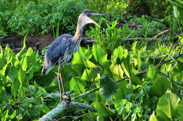 Wildlife Poster featuring the photograph Chatting Blue Heron by Buddy Scott