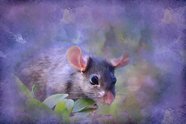 Rodent Poster featuring the photograph Cheese Please by Sally Bauer